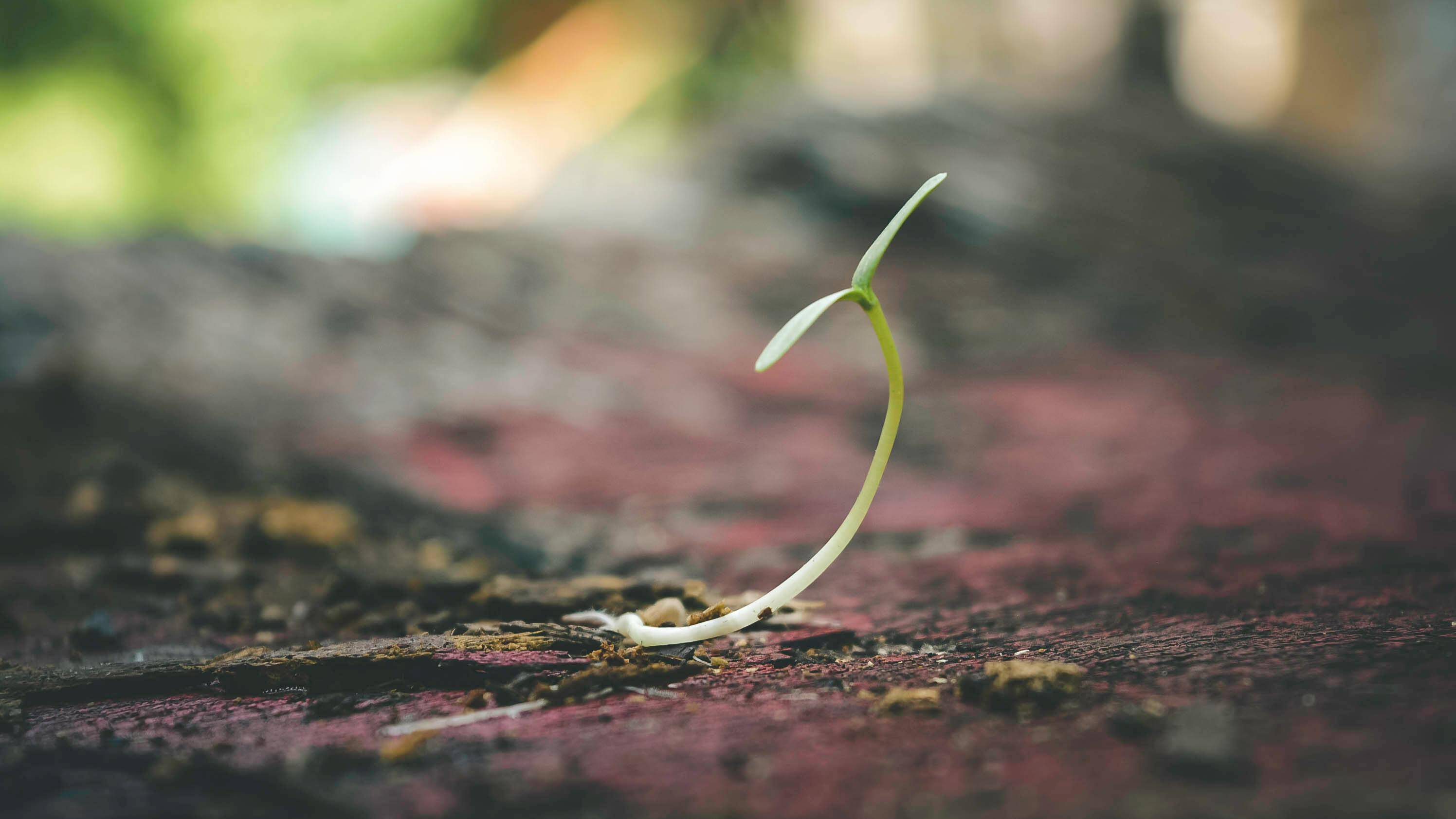 A resilient green shoot emerging from a hardened surface, symbolizing growth, perseverance, and the power of meaning in adversity.